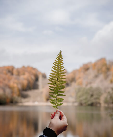 Home Page Leaf